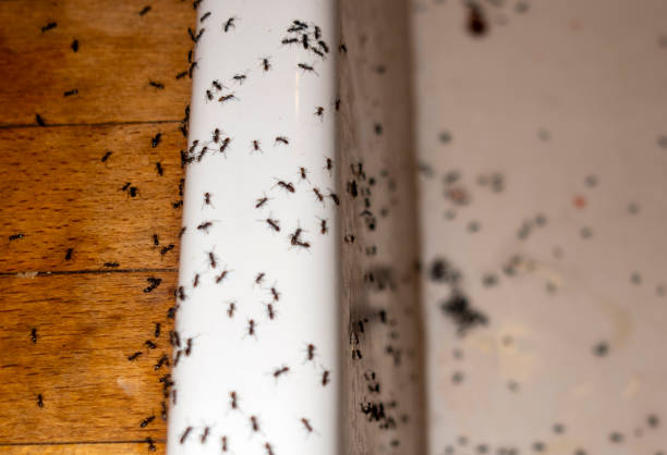 Best Local Pest Control Services  in Catahou, LA