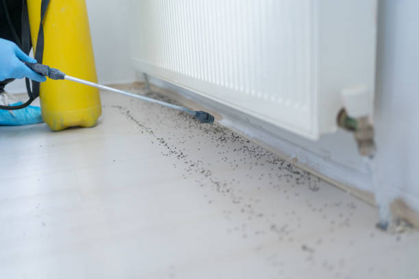 Best Termite Control Services  in Catahou, LA